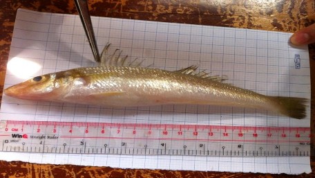 Hình 4 1 Hình thái cá đục Sillago sihama Forsskal 1775 Cá có hai vi lưng tách rời 4