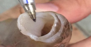 Hình 4 3 Hình dạng miệng của cá đục Sillago sihama Răng Răng hình dạng và kích 1