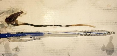 Hình 4 5 Hình dạng ruột của cá đục Sillago sihama Ruột cá đục có hình ống 3