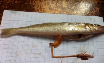 Hình 4 11 Noãn sào giai đoạn III của cá đục Sillago sihama Dựa vào thang thành 8