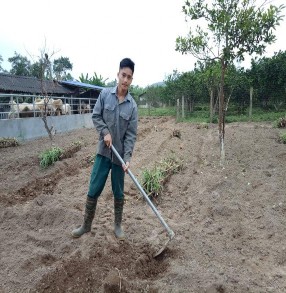 Hình 4 1 Trồng và chặt cỏ Va06 4 2 2 Tình hình sản xuất ngành chăn nuôi Ngựa 2