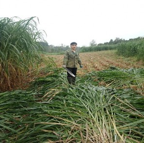 Hình 4 1 Trồng và chặt cỏ Va06 4 2 2 Tình hình sản xuất ngành chăn nuôi Ngựa 3