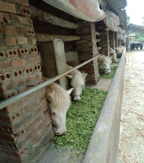Hình 4 2 Chăn cỏ cho ngựa bạch 4 2 3 Tình hình sản xuất ngành chăn nuôi Hươu 1