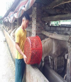 Hình 4 2 Chăn cỏ cho ngựa bạch 4 2 3 Tình hình sản xuất ngành chăn nuôi Hươu 2