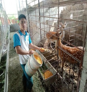 Hình 4 3 Chăn ngô và cỏ cho hươu 4 2 4 Hiệu quả chăn nuôi Lợn rừng Lợn rừng 3