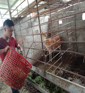 Hình 4 3 Chăn ngô và cỏ cho hươu 4 2 4 Hiệu quả chăn nuôi Lợn rừng Lợn rừng 4