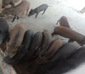 Hình 4 5 Chăn và kiển tra đàn lợn rừng 4 2 4 2 Hiệu quả từ chăn nuôi lợn 5