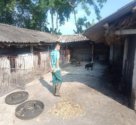 Hình 4 5 Chăn và kiển tra đàn lợn rừng 4 2 4 2 Hiệu quả từ chăn nuôi lợn 6