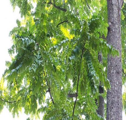 Hình 2 1 Ảnh lá Thân cây Lát hoa Gỗ Cây Lát hoa thuộc dòng gỗ quý người ta 1