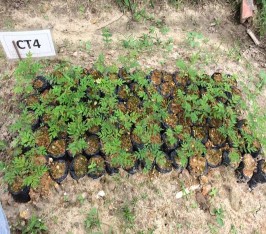 CT3 Che sáng 25 CT4 Không che sáng Hình 4 6 Ảnh số lá của cây Lá hoa ở các công 4