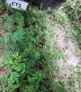 Hình 6 Hình ảnh các công thức sau 90 ngày trồng 1