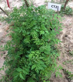 Hình 6 Hình ảnh các công thức sau 90 ngày trồng 2