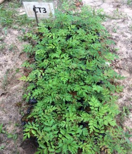 Hình 6 Hình ảnh các công thức sau 90 ngày trồng 3