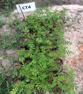 Hình 6 Hình ảnh các công thức sau 90 ngày trồng 4