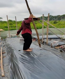 E Đóng cọc trên luống F Căng giàn leo Hình 3 1 Thực hiện các bước kỹ 1