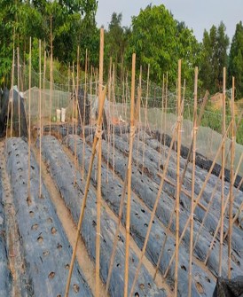 E Đóng cọc trên luống F Căng giàn leo Hình 3 1 Thực hiện các bước kỹ 2