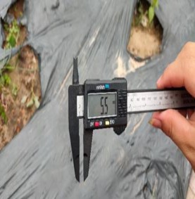 Hình 4 3 Tác giả đo đến tình hình D 00 cây Lạc tiên ở mô hình trồng 4 2 Ảnh 1