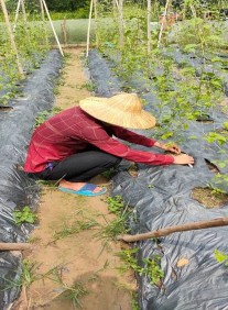 Hình 4 3 Tác giả đo đến tình hình D 00 cây Lạc tiên ở mô hình trồng 4 2 Ảnh 2