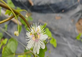 Hình 4 7 Tác giả theo dõi tình hình nụ của cây Lạc tiên 4 5 Ảnh hưởng của 7