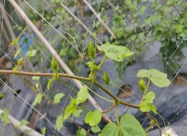 Hình 4 7 Tác giả theo dõi tình hình nụ của cây Lạc tiên 4 5 Ảnh hưởng của 8