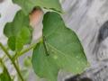 Nghiên cứu ảnh hưởng của công thức bón phân đến quá trình sinh trưởng phát triển của cây Lạc tiên Passiflora foetida L. nhân giống bằng hạt tại thái nguyên - 7