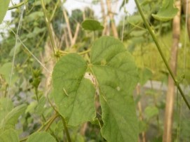 Hình 4 8 Tác giả theo dõi tình hình sâu bệnh hại cây Lạc tiên 5 1 Kết 2