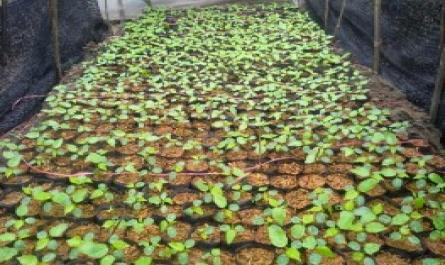Nghiên cứu ảnh hưởng của công thức bón phân đến quá trình sinh trưởng phát triển của cây Lạc tiên Passiflora foetida L. nhân giống bằng hạt tại thái nguyên - 8