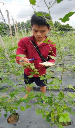 Kiểm tra sâu bệnh hại Quá trình tưới phân Cây sau sau ngoài mô hình 28 ngày Lạc 13