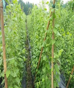 Cây sau sau ngoài mô hình 28 ngày Lạc tiên trước thu hoạch sinh khối Cắt sinh 15