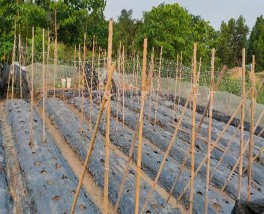 Phủ nilông trên luống Đóng cọc trên luống Cây con trồng sau ngoài mô hình 7 6