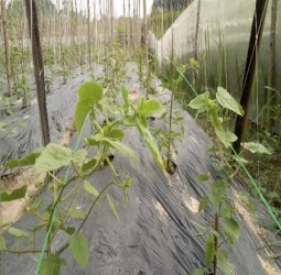 Cây con trồng sau ngoài mô hình 7 ngày Hòa phân chuẩn bị bón thúc Quá trình 8