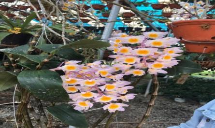 Nghiên cứu ảnh hưởng của phân bón Đầu trâu 501, Axit humic, Phân hữu cơ đến Lan Kiều tím Dendrobium amabile tại vườn lan- Trường Đại học Nông Lâm Thái Nguyên - 3