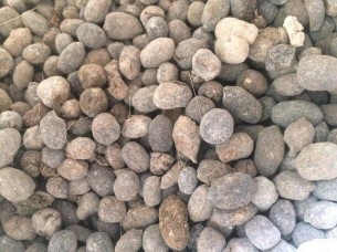 Phân hữu cơ là loại phân dê thích hợp cho cây lan Đồng thời bổ sung vi 3