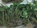 Nghiên cứu ảnh hưởng của phân bón Đầu trâu 501, Axit humic, Phân hữu cơ đến Lan Kiều tím Dendrobium amabile tại vườn lan- Trường Đại học Nông Lâm Thái Nguyên - 8