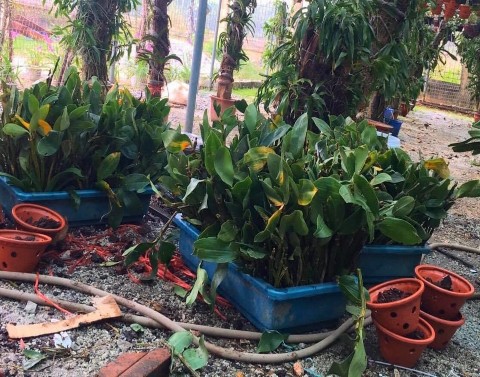 Hình 2 Xử lý phòng trừ nấm bệnh cho lan Kiều tím trước khi trồng Hình 3 Đo 2