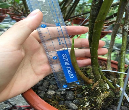 Hình 3 Đo chiều cao chồi lan Kiều tím Hình 4 Rễ cây lan Kiều tím 3