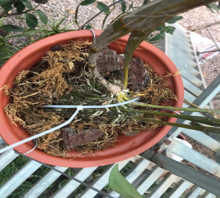 Hình 4 Rễ cây lan Kiều tím 4