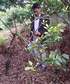 A B Hình 4 1 Hình ảnh cây cam chanh CBH A và cam sành CS5 B được bảo tồn tại 1