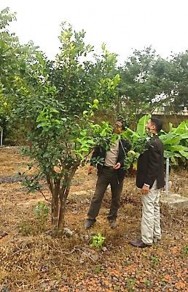 A B Hình 4 1 Hình ảnh cây cam chanh CBH A và cam sành CS5 B được bảo tồn tại 2