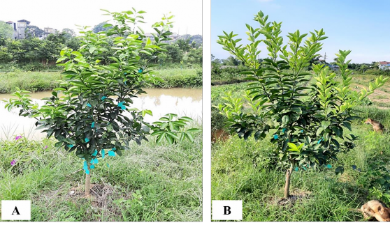 Hình 4 2 Hình ảnh cây cam sành và cam chanh Bố Hạ A Cây cam sành CS1 07 B Cây cam 3