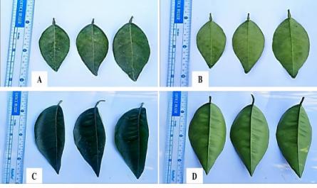 Nghiên cứu đặc điểm nông sinh học của giống cam Bố Hạ trồng tại vườn trường Đại học Nông lâm Thái Nguyên - 5