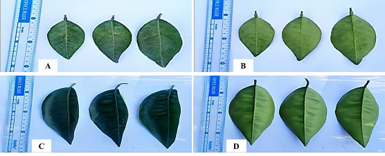 Hình 4 3 Hỉnh ảnh lá cam sành và cam chanh Bố Hạ A B Mặt trên và mặt dưới 1