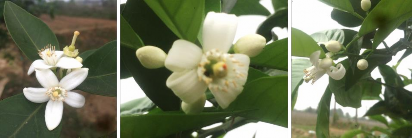 Hình 4 4 Hoa của cam sành và cam chanh Bố Hạ Hình 4 5 Đặc điểm hình thái quả 2