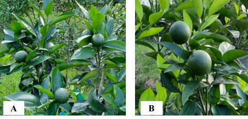 Hình 4 5 Đặc điểm hình thái quả cam sành A và cam chanh B Bố Hạ khi còn non 3