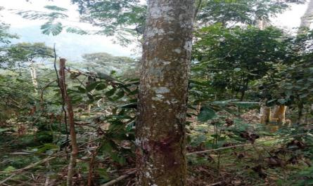 Nghiên cứu đặc điểm tái sinh tự nhiên loài cây Lim xẹt Peltophorum tonkinensis A.Chev tại huyện Lâm Bình, tỉnh Tuyên Quang - 10