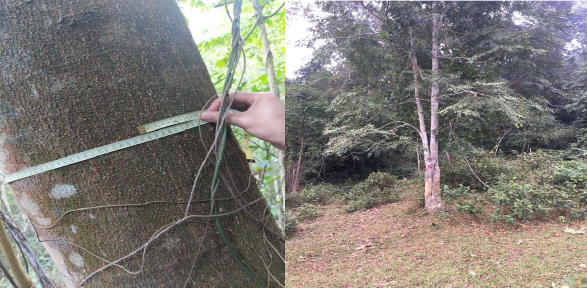 Ảnh 3 Đo đường kính D 1 3 và quét sơn đánh dấu Ảnh 4 Phẫu diện đất nơi 2