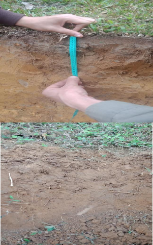 Ảnh 4 Phẫu diện đất nơi loài Lim xẹt phân bố PHỤ LỤC 2 ĐẶC ĐIỂM CẤU 3