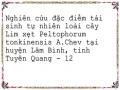 Nghiên cứu đặc điểm tái sinh tự nhiên loài cây Lim xẹt Peltophorum tonkinensis A.Chev tại huyện Lâm Bình, tỉnh Tuyên Quang - 12