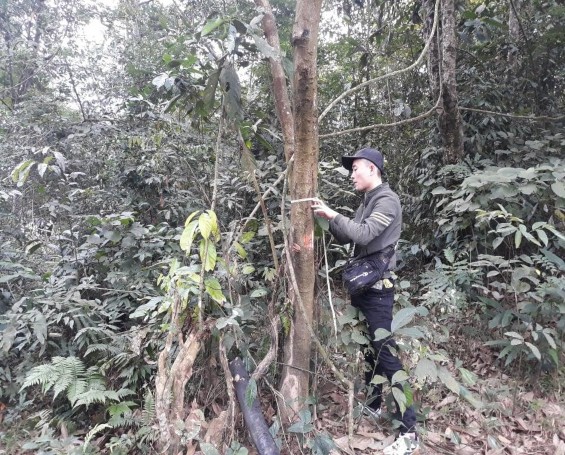 Hình 4 1 Thân cây Lim xẹt tại huyện Lâm Bình Chiều cao 20 25m thân màu xám 2