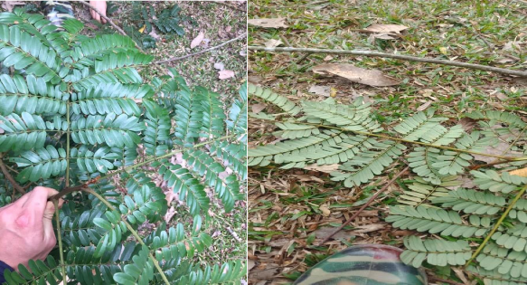 A Mặt trên lá b Mặt dưới lá Hình 4 2 Hình thái lá cây Lim xẹt 4 1 3 Đặc 3